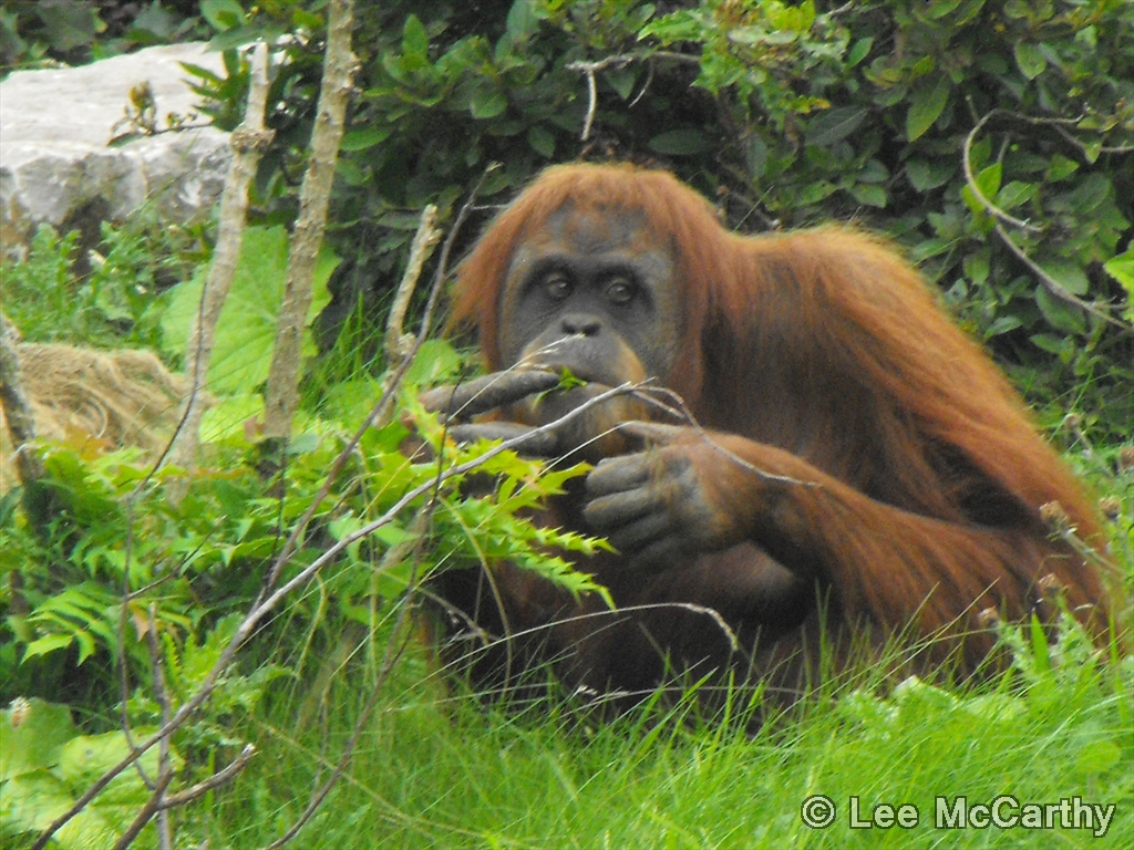 Orangutan 5th September 2010