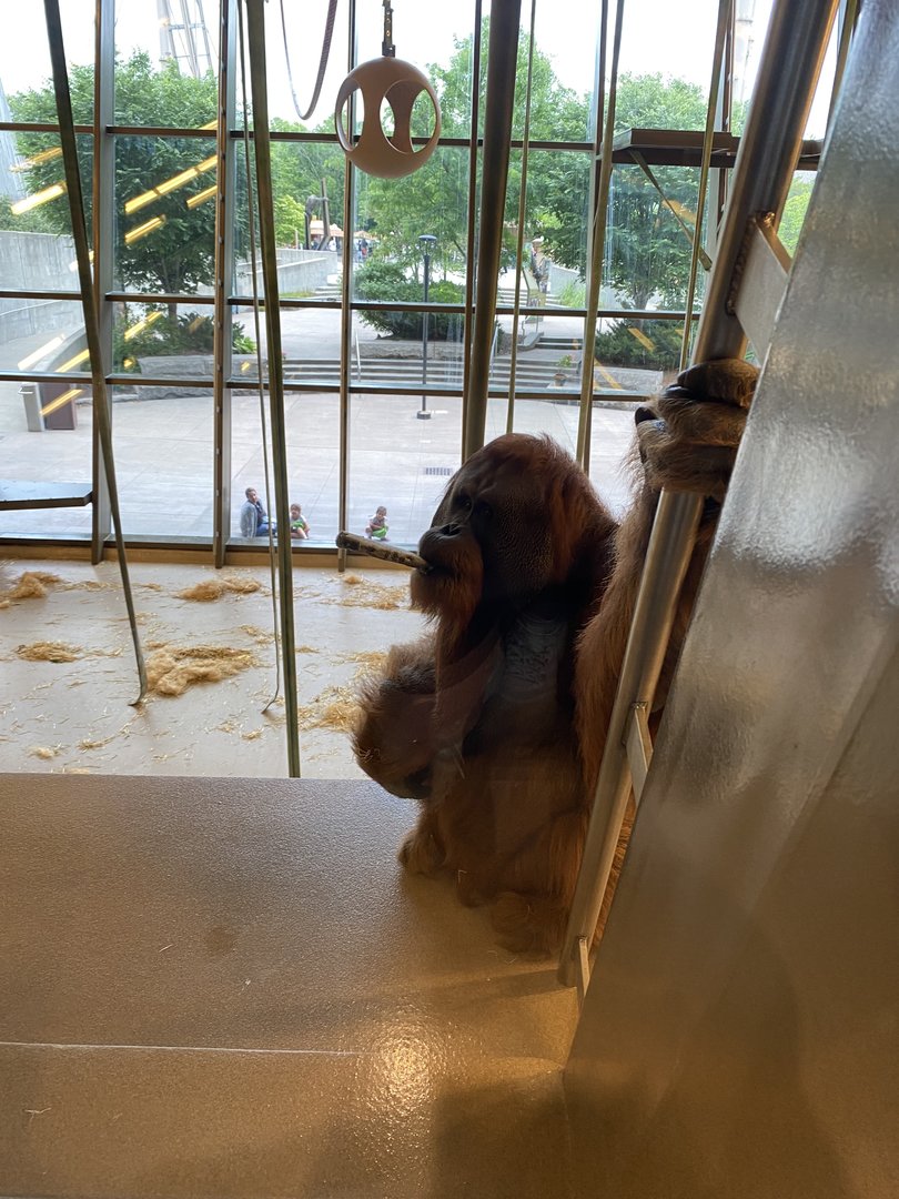 Orangutan - 6/13/2023