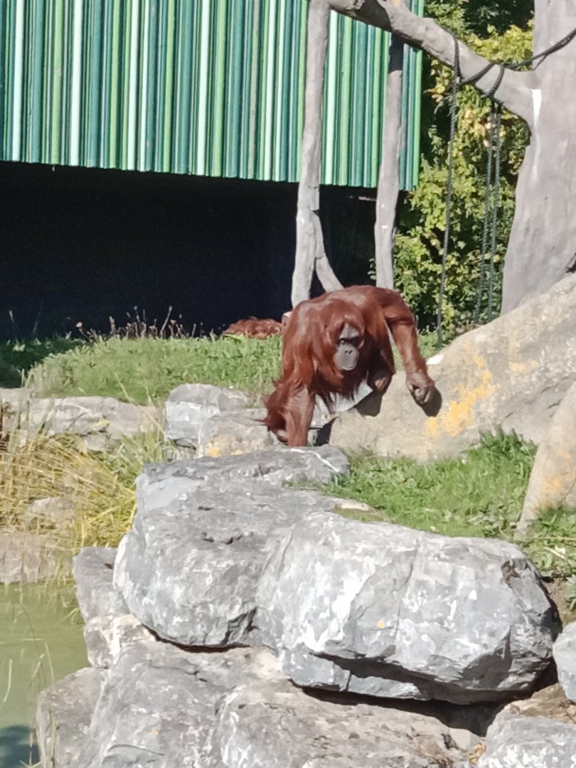 Orangutan, 8.10.22