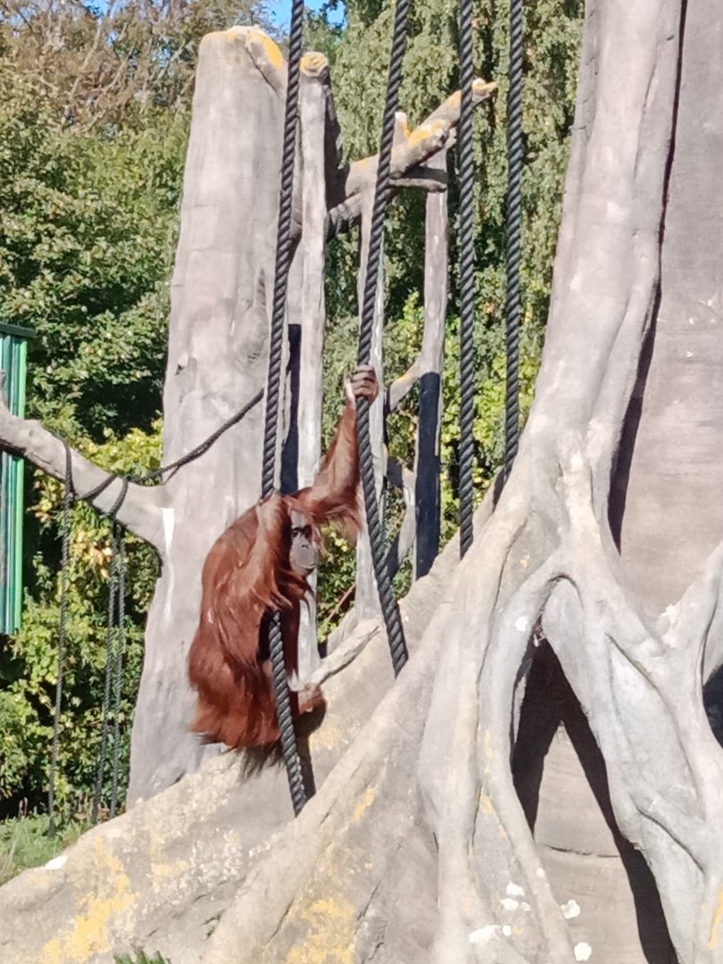 Orangutan, 8.10.22