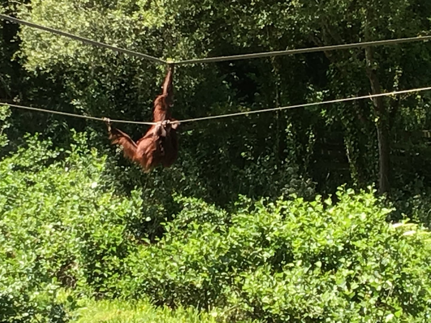 Orangutan acrobat June 15th 2021
