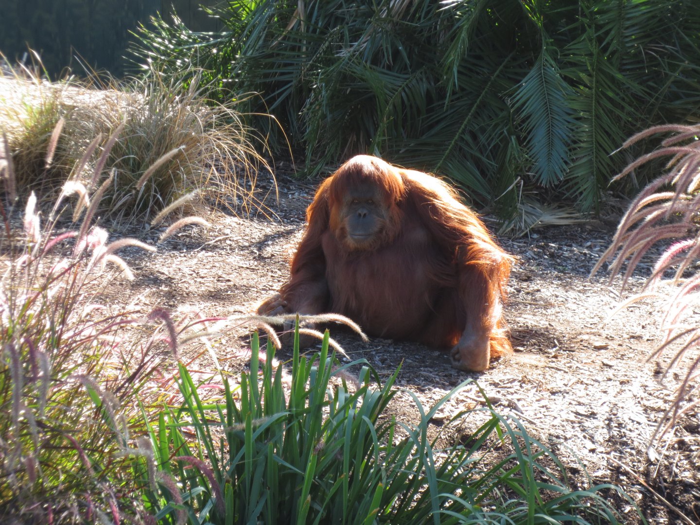 Orangutan, Adelaide Zoo 2014