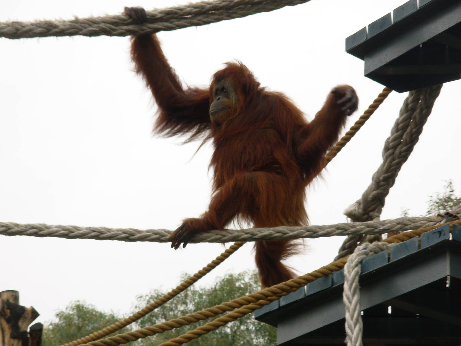 Orangutan - Adelaide Zoo