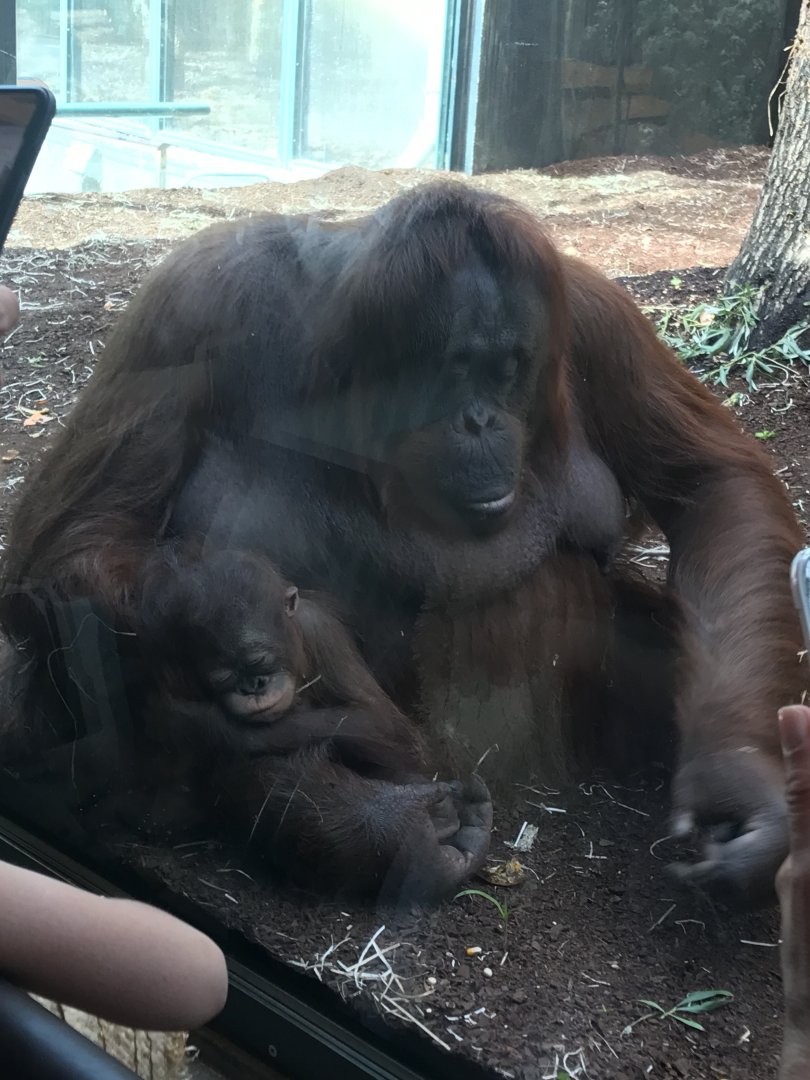 Orangutan and baby (2019)