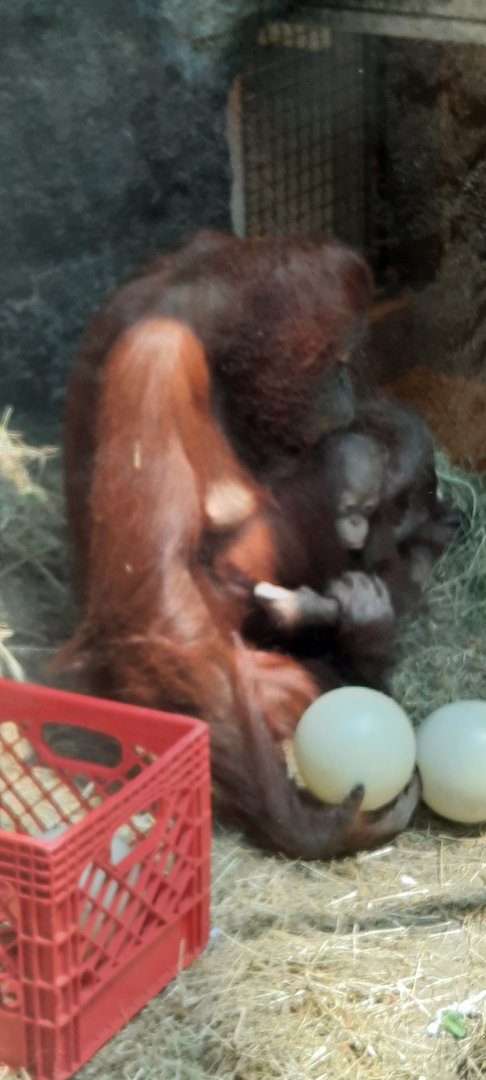 Orangutan and Baby