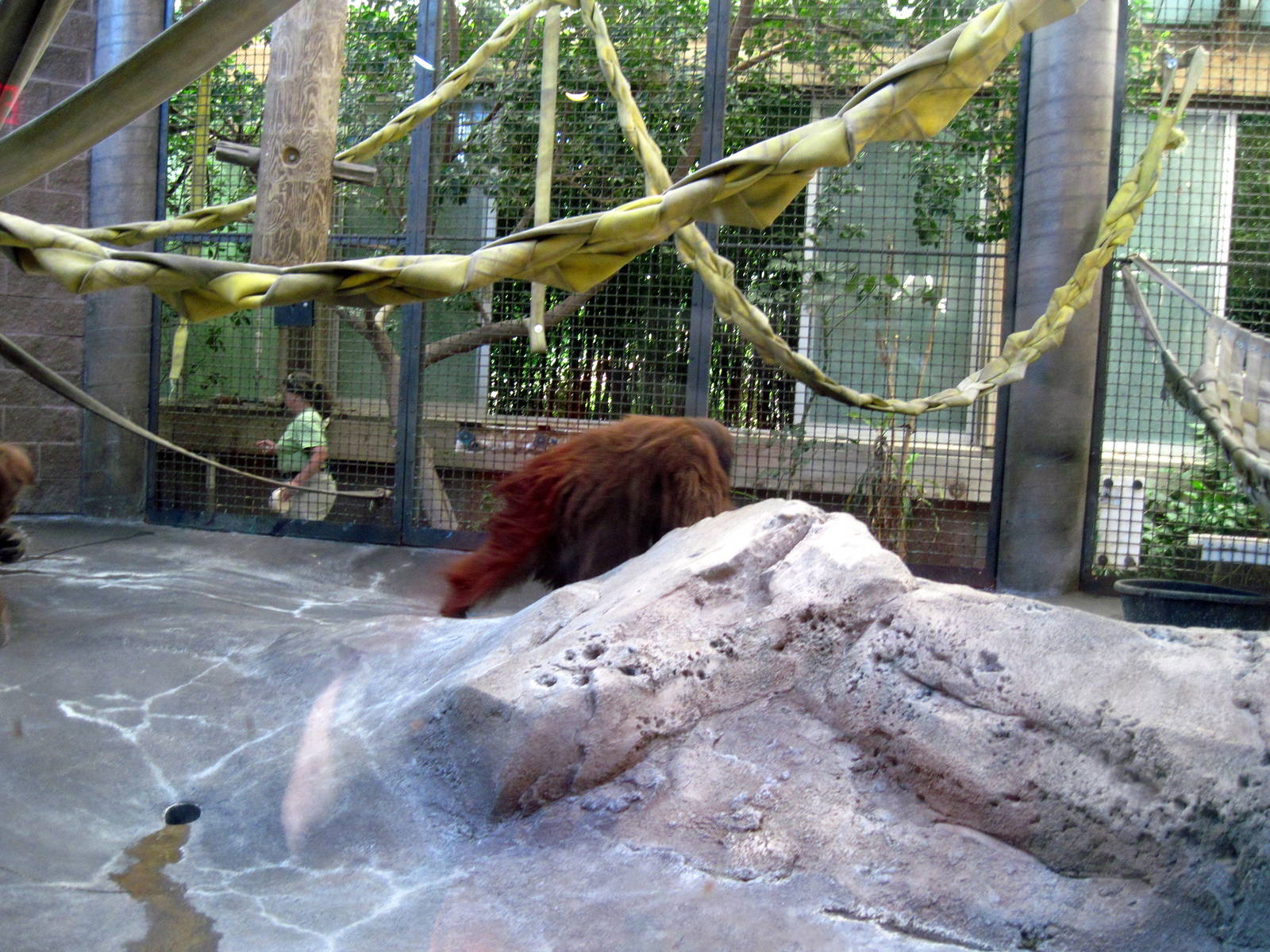 Orangutan and Chimpanzee Habitat-Bornean Orangutan