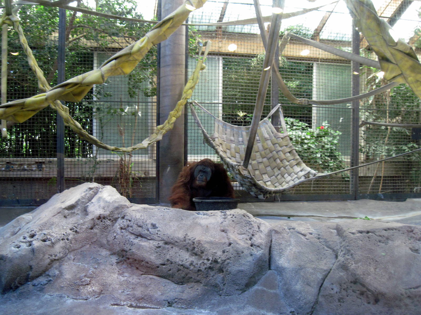 Orangutan and Chimpanzee Habitat-Bornean Orangutan