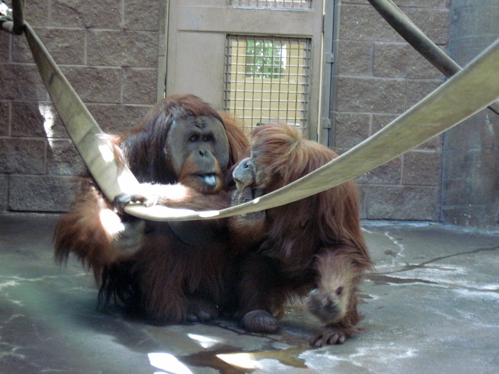 Orangutan and Chimpanzee Habitat-Bornean Orangutans