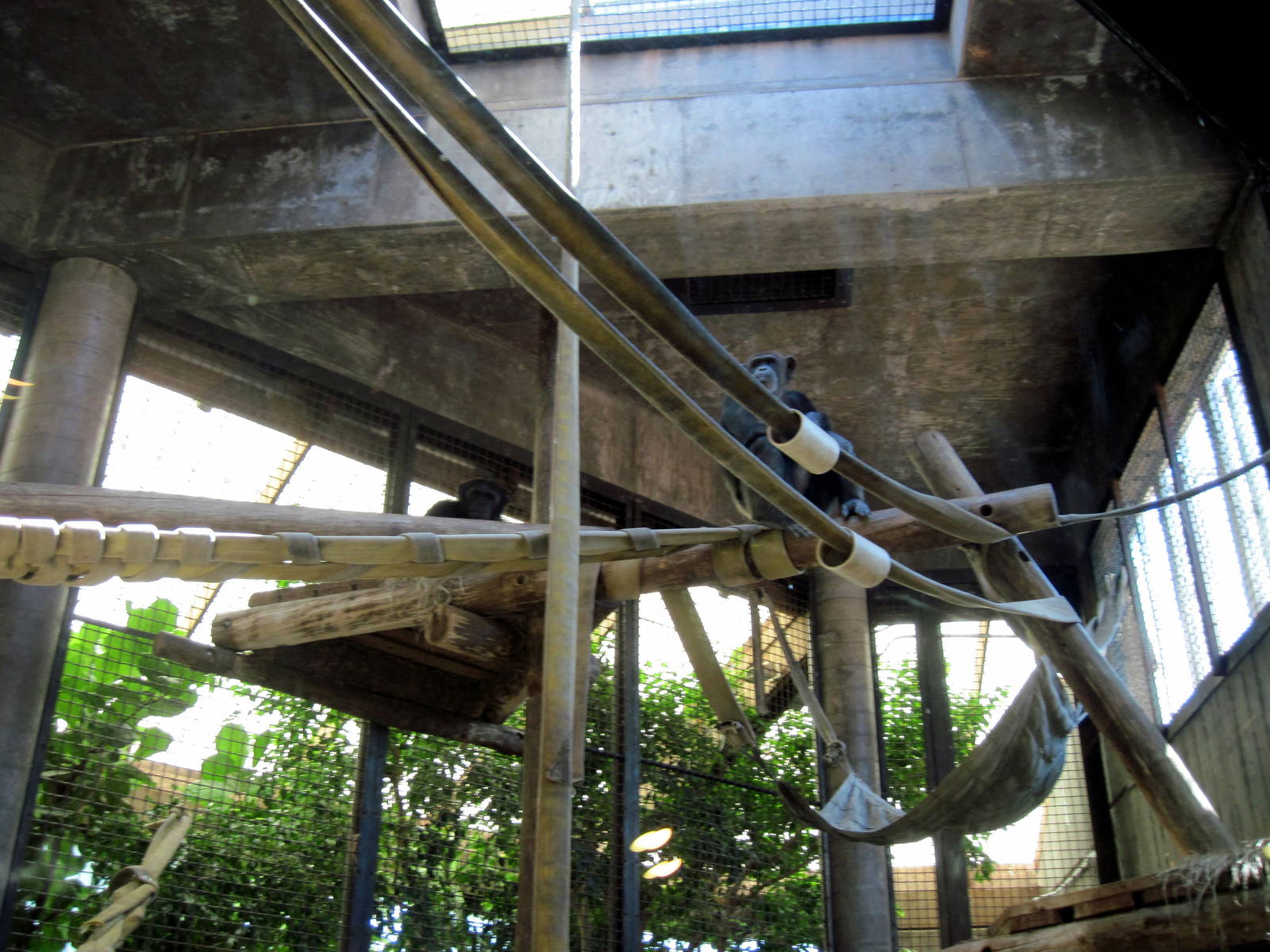 Orangutan and Chimpanzee Habitat-Chimpanzee