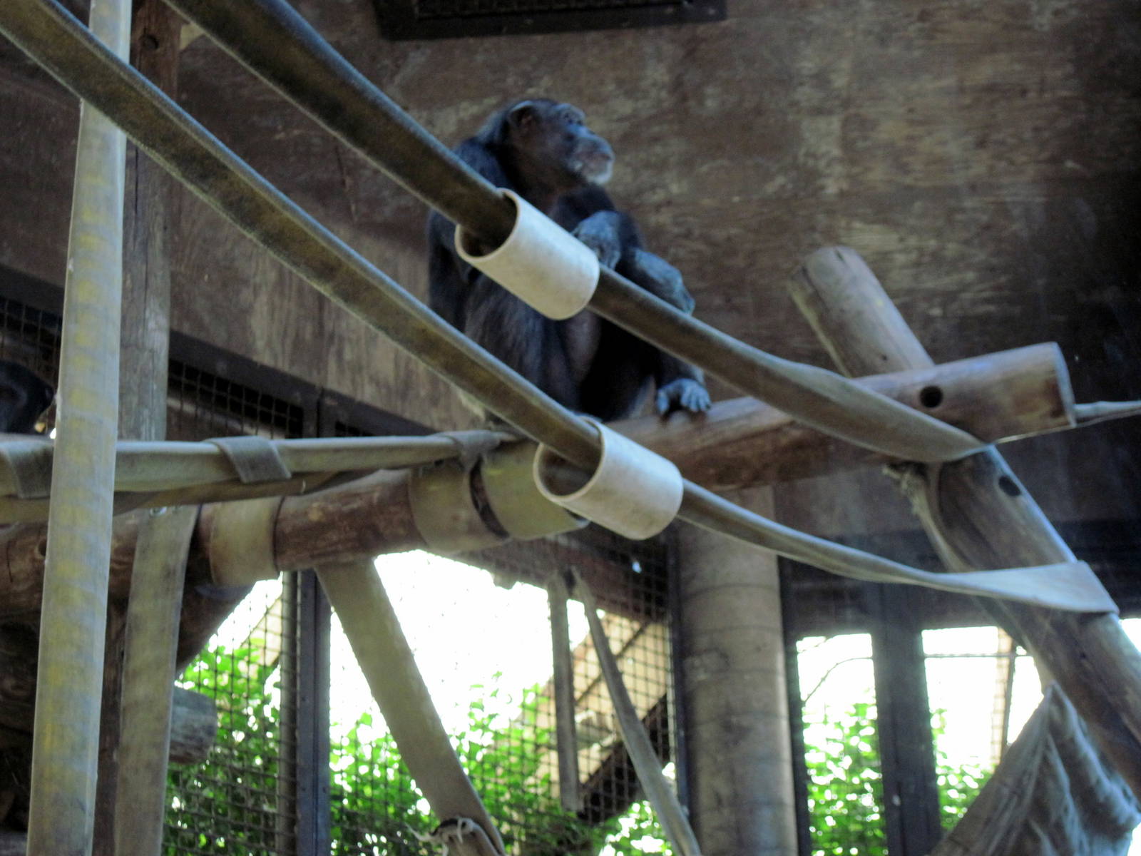 Orangutan and Chimpanzee Habitat-Chimpanzee