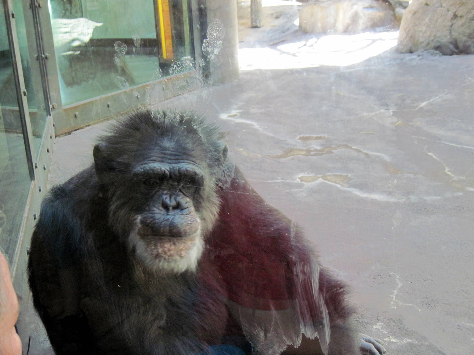 Orangutan and Chimpanzee Habitat-Chimpanzee
