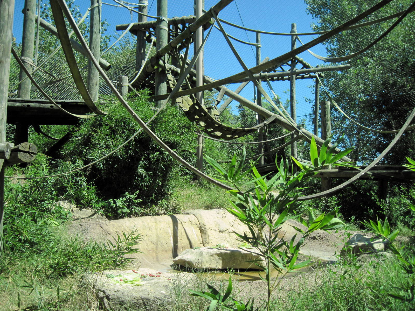 Orangutan and Chimpanzee Habitat-Orangutan Exhibit