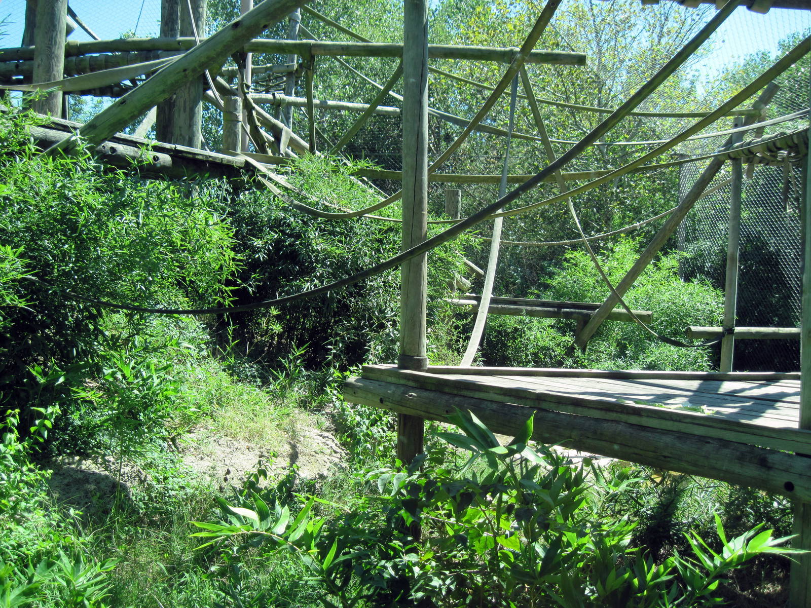 Orangutan and Chimpanzee Habitat-Orangutan Exhibit