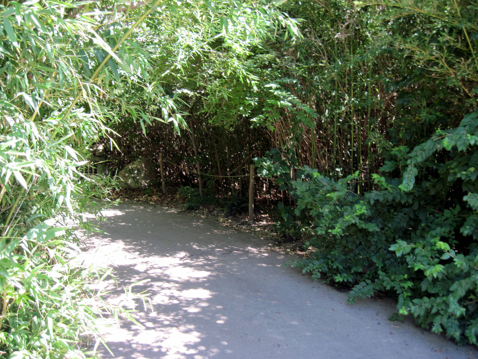 Orangutan and Chimpanzee Habitat-Path