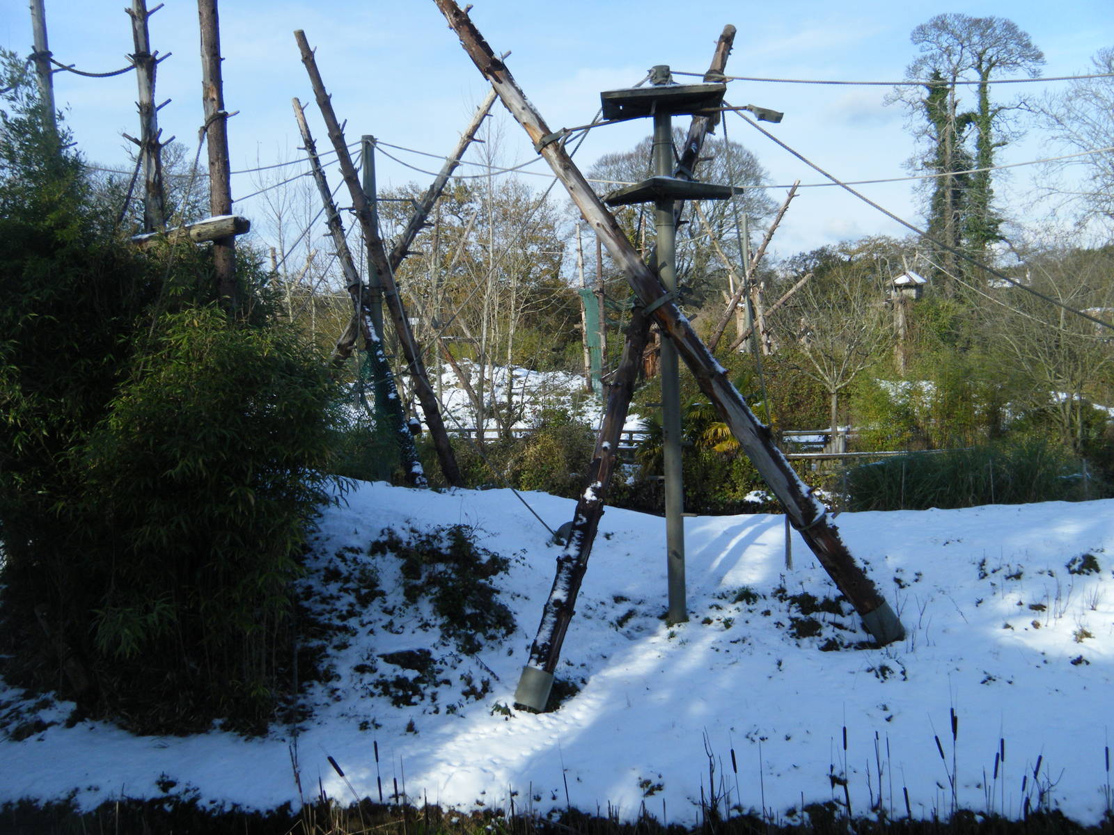 Orangutan and Gibbon Island