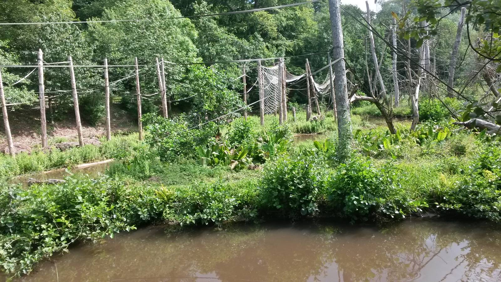 Orangutan And Gibbon Islands