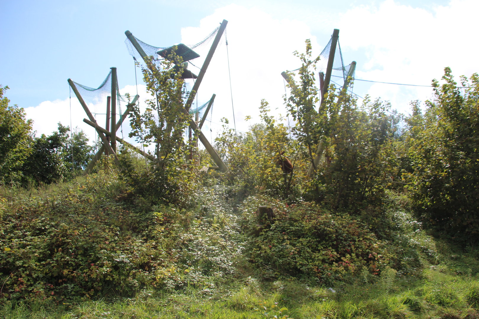Orangutan and Gibbon Islands