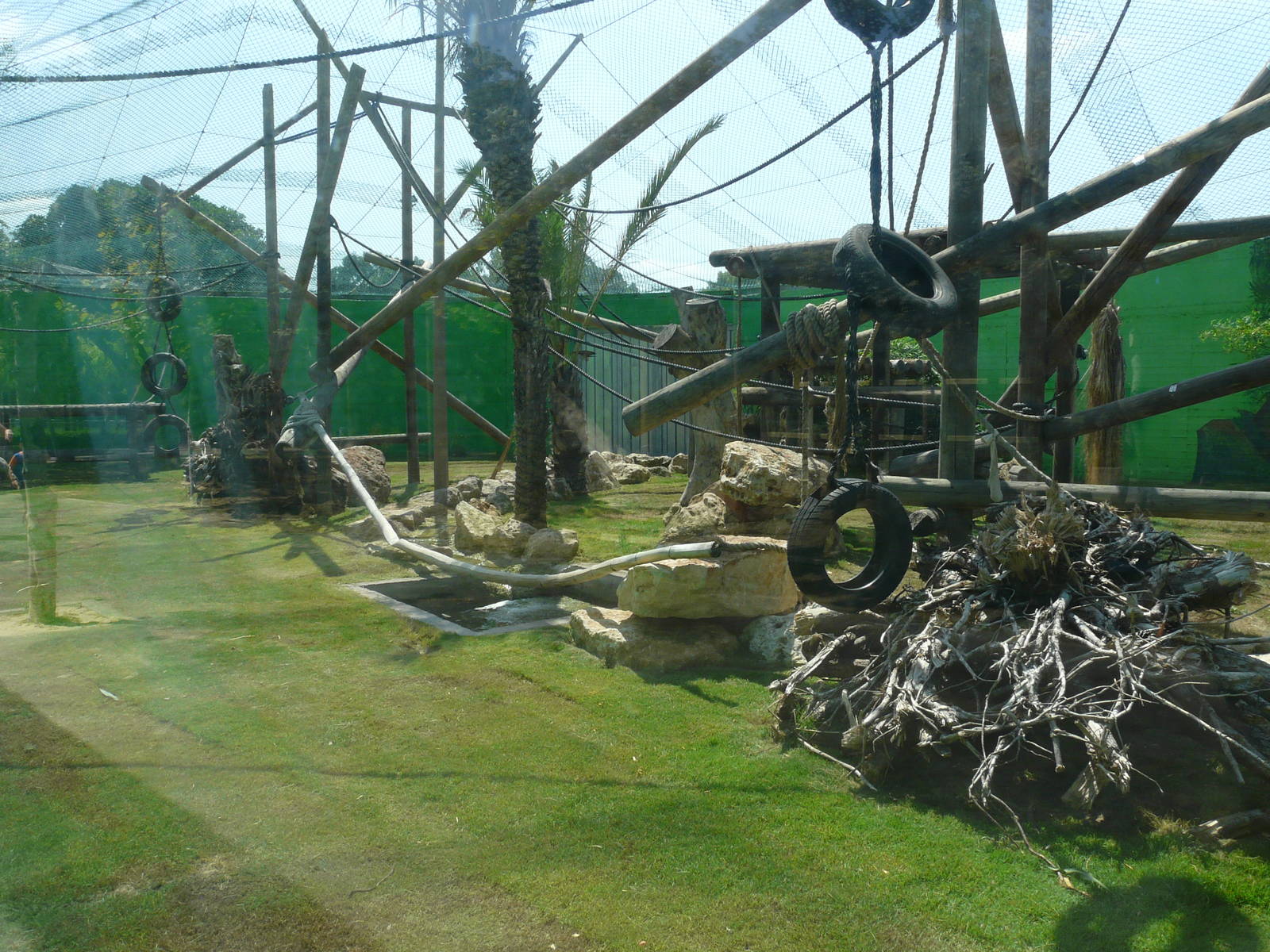 Orangutan and gibbons mixed exhibit