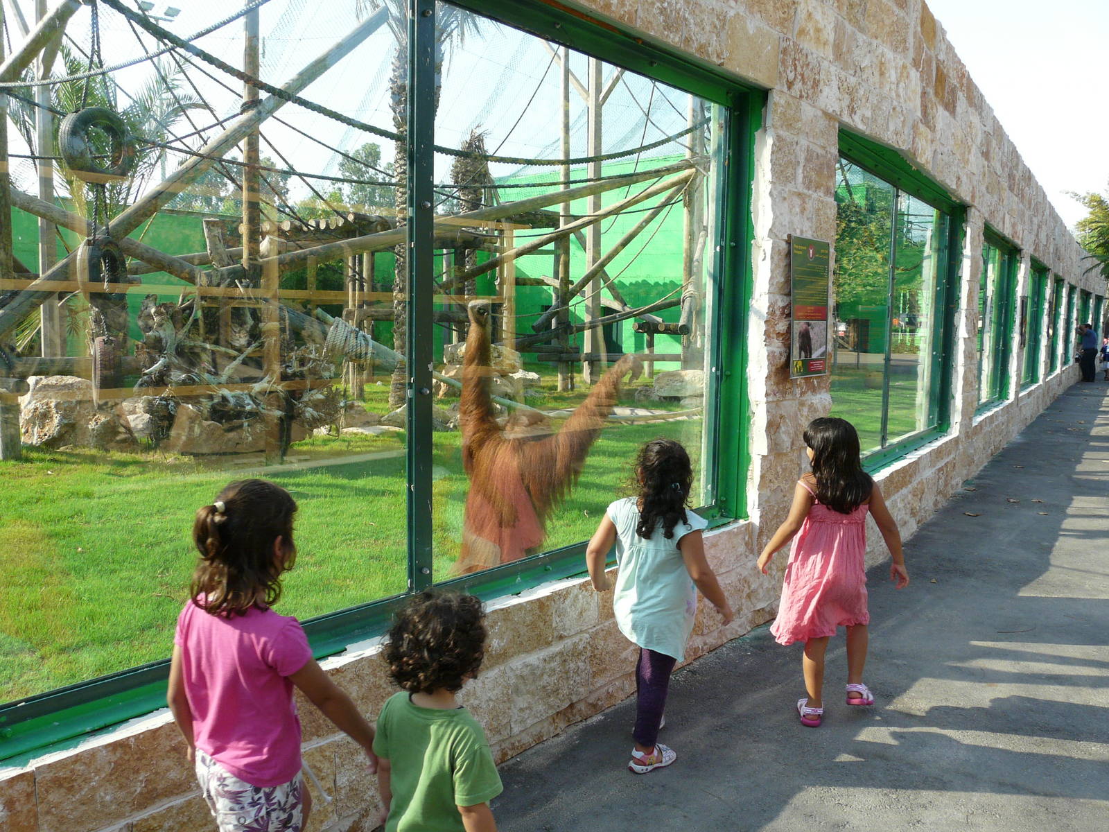 Orangutan and gibbons mixed exhibit