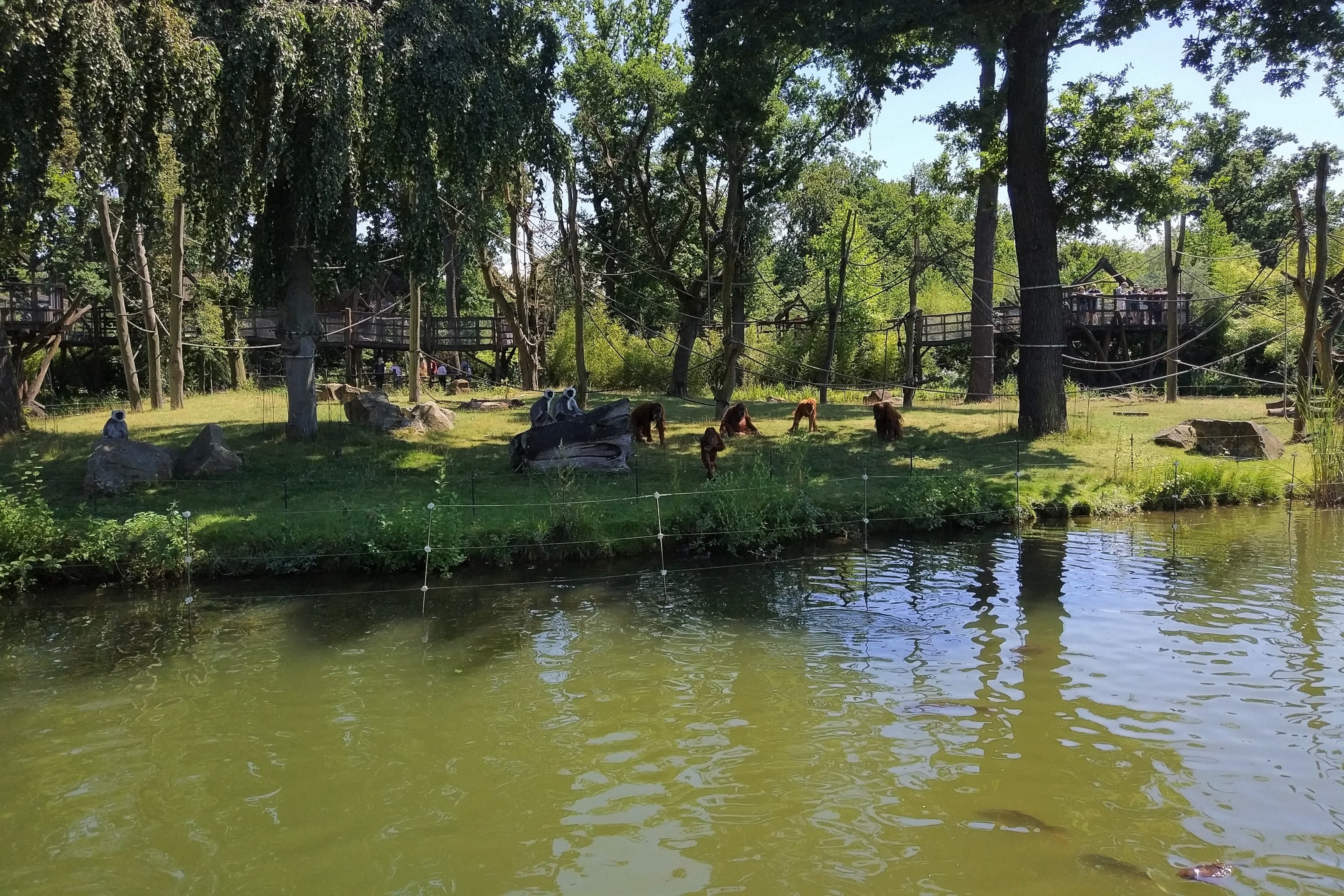 Orangutan and Grey Langur Enclosure
