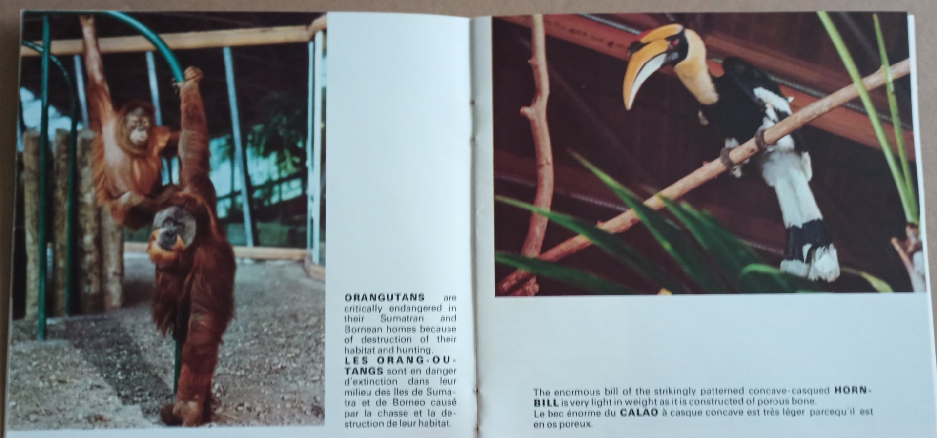 Orangutan and Hornbill