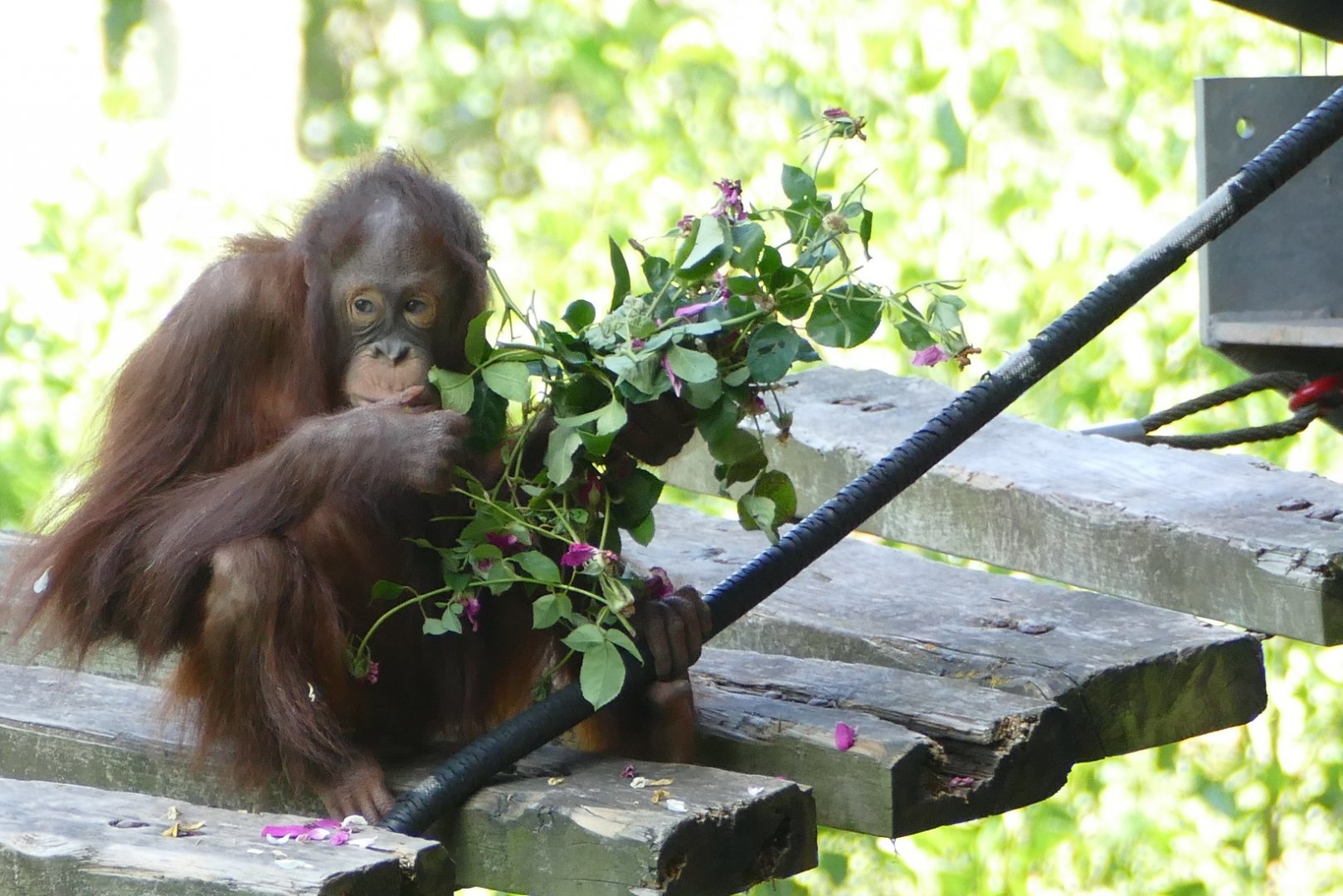 Orangutan and roses #1, July 2019
