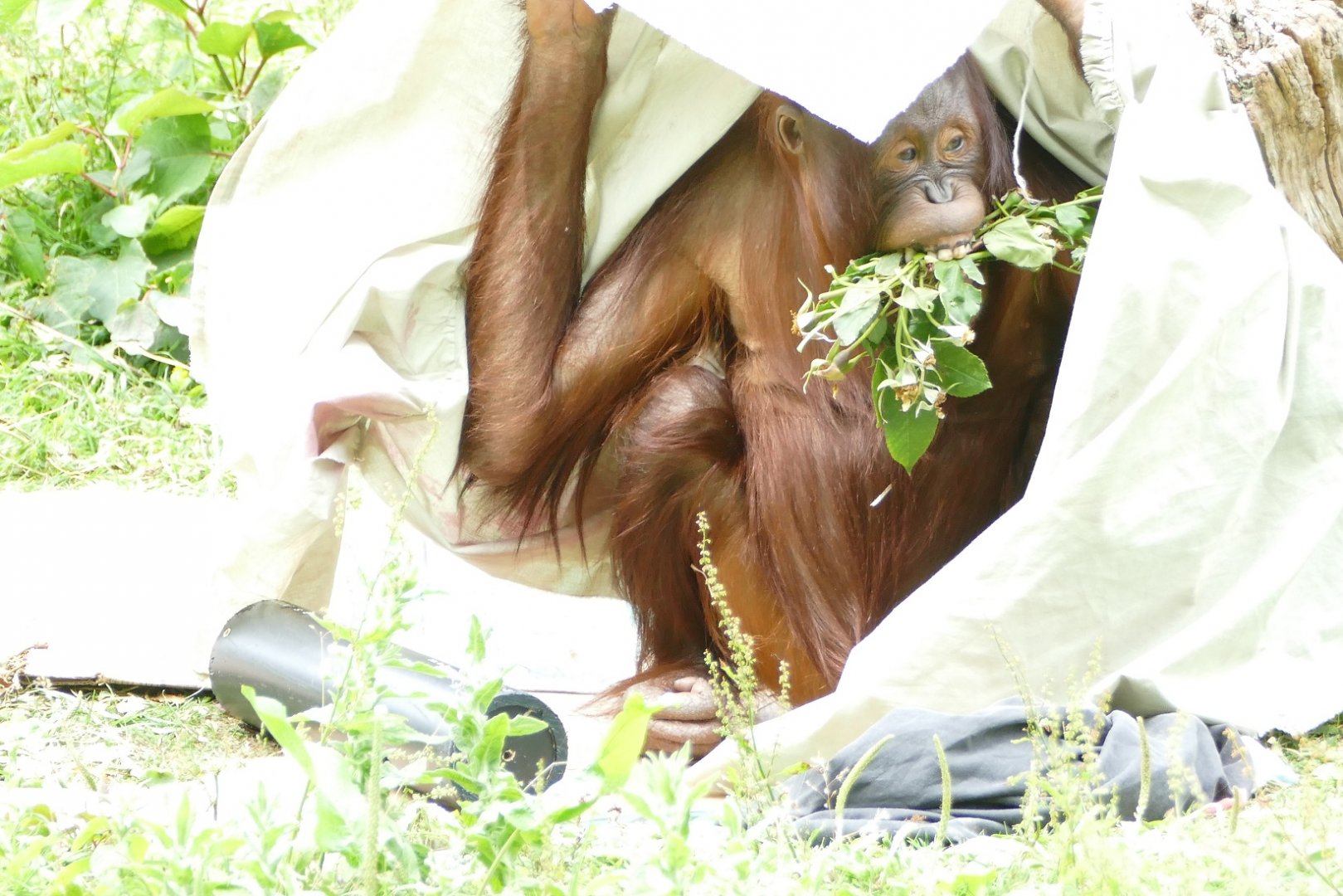 Orangutan and roses #2