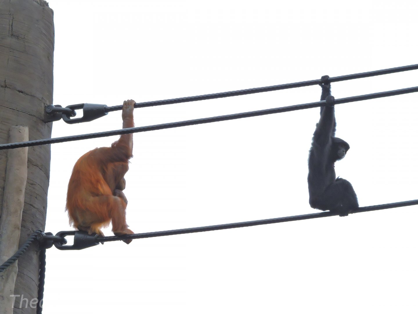 Orangutan and siamang [2016]