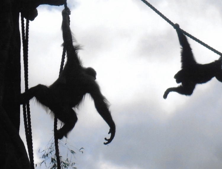 orangutan and siamang 2017
