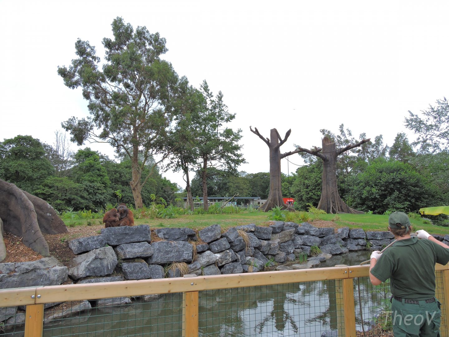 Orangutan and siamang exhibit [2016]