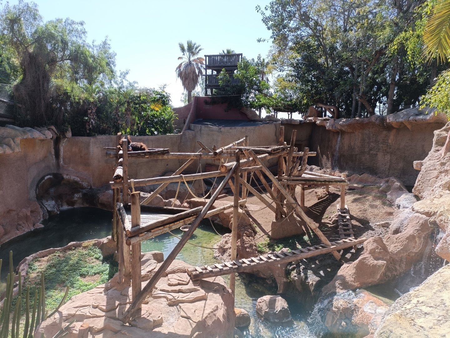 Orangutan and siamang exhibit