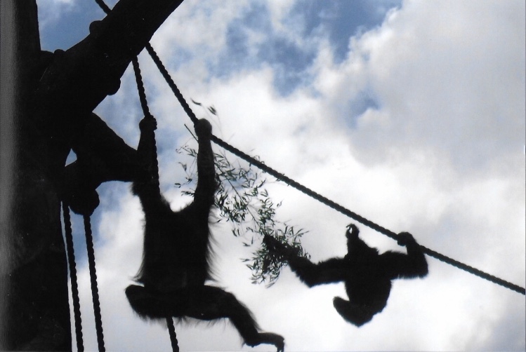 orangutan and siamang fighting over stick 2017