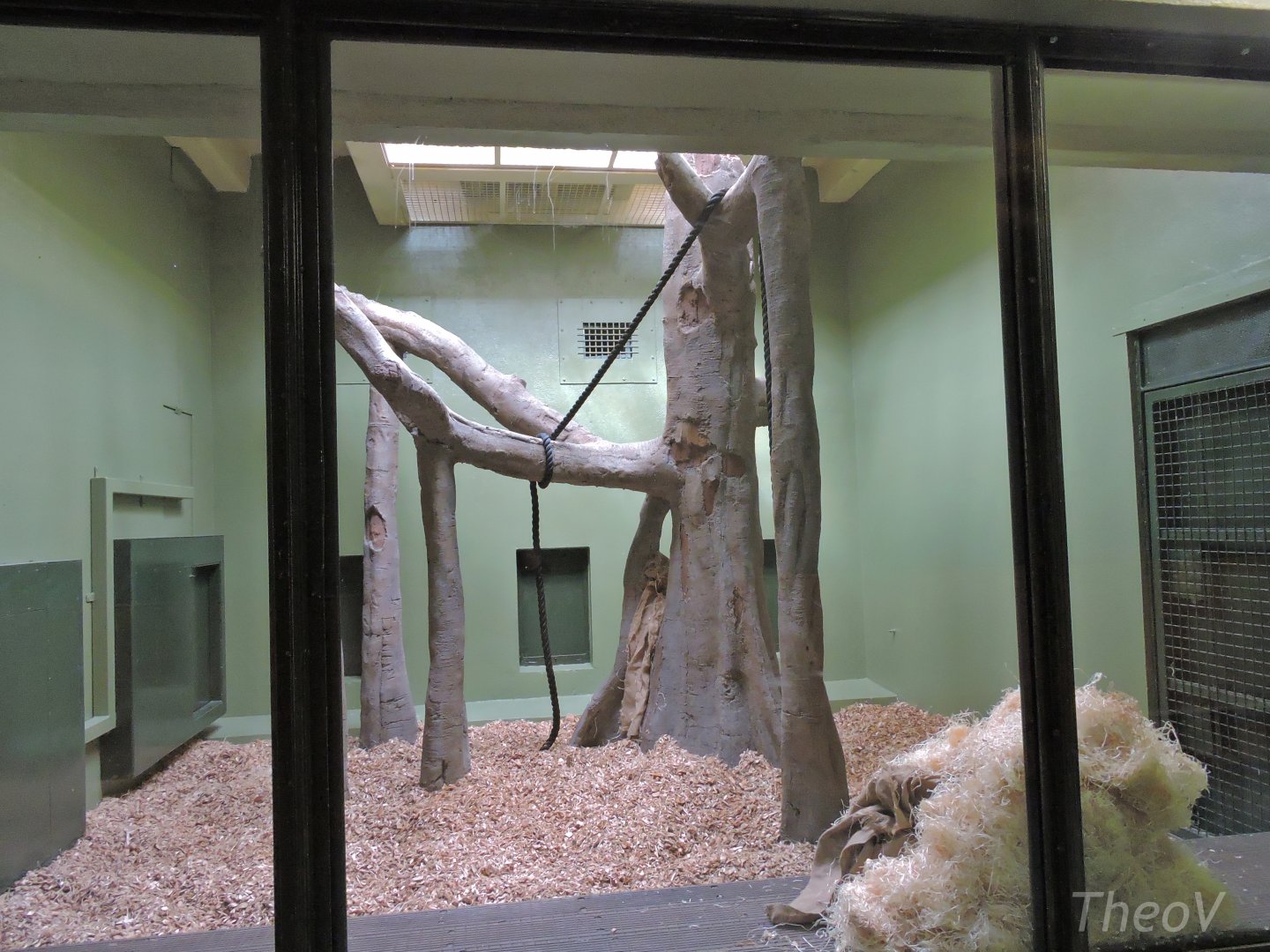 Orangutan and siamang indoor exhibit [2016]