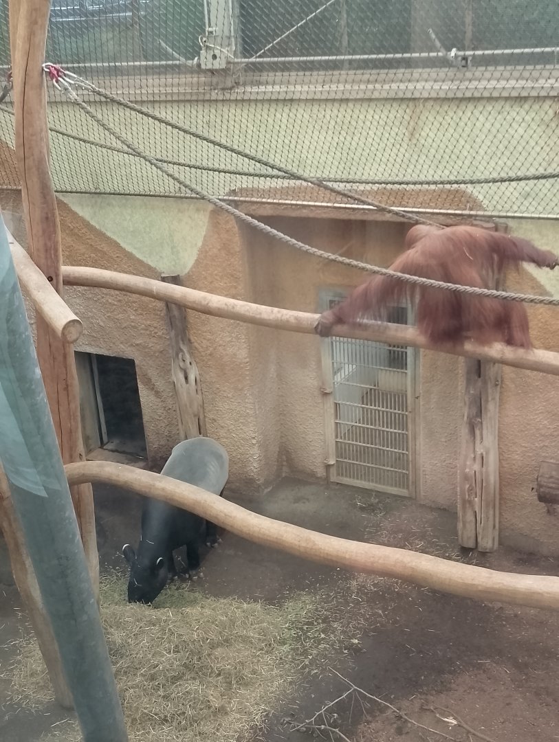 Orangutan and tapir indoor enclosure