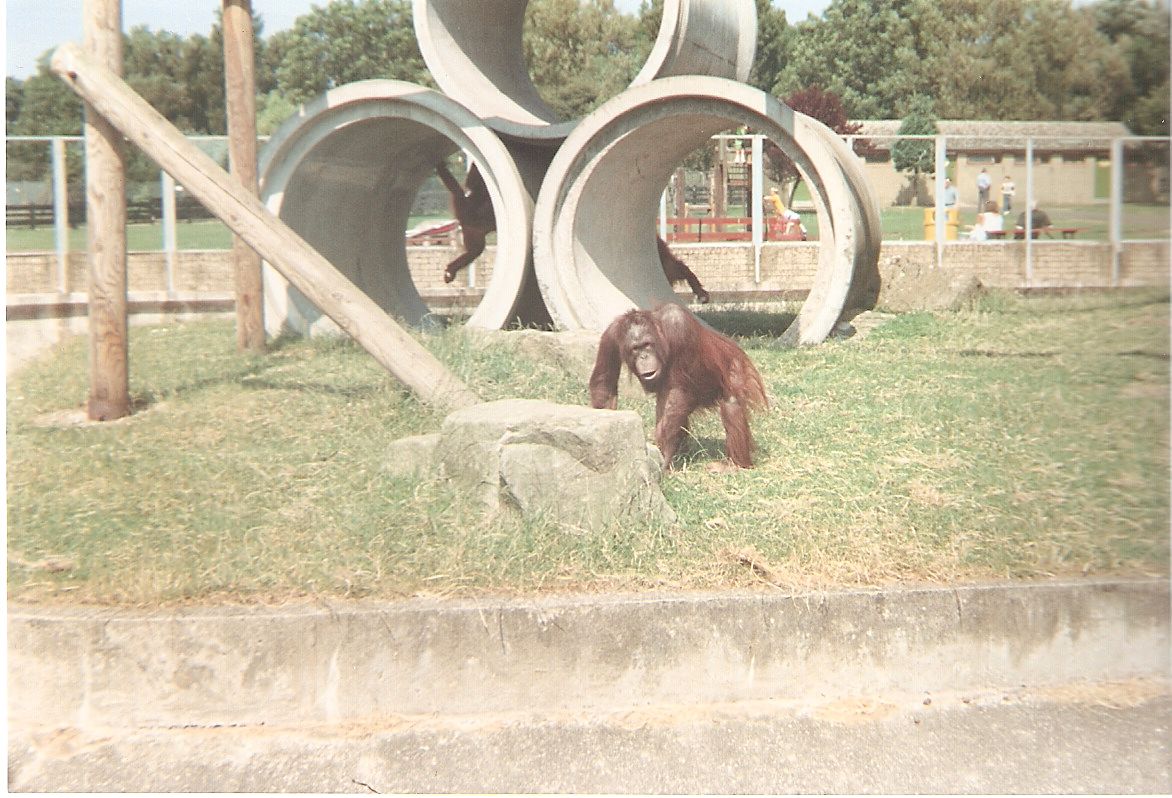 Orangutan at Blackpool Zoo, 17 July 1994