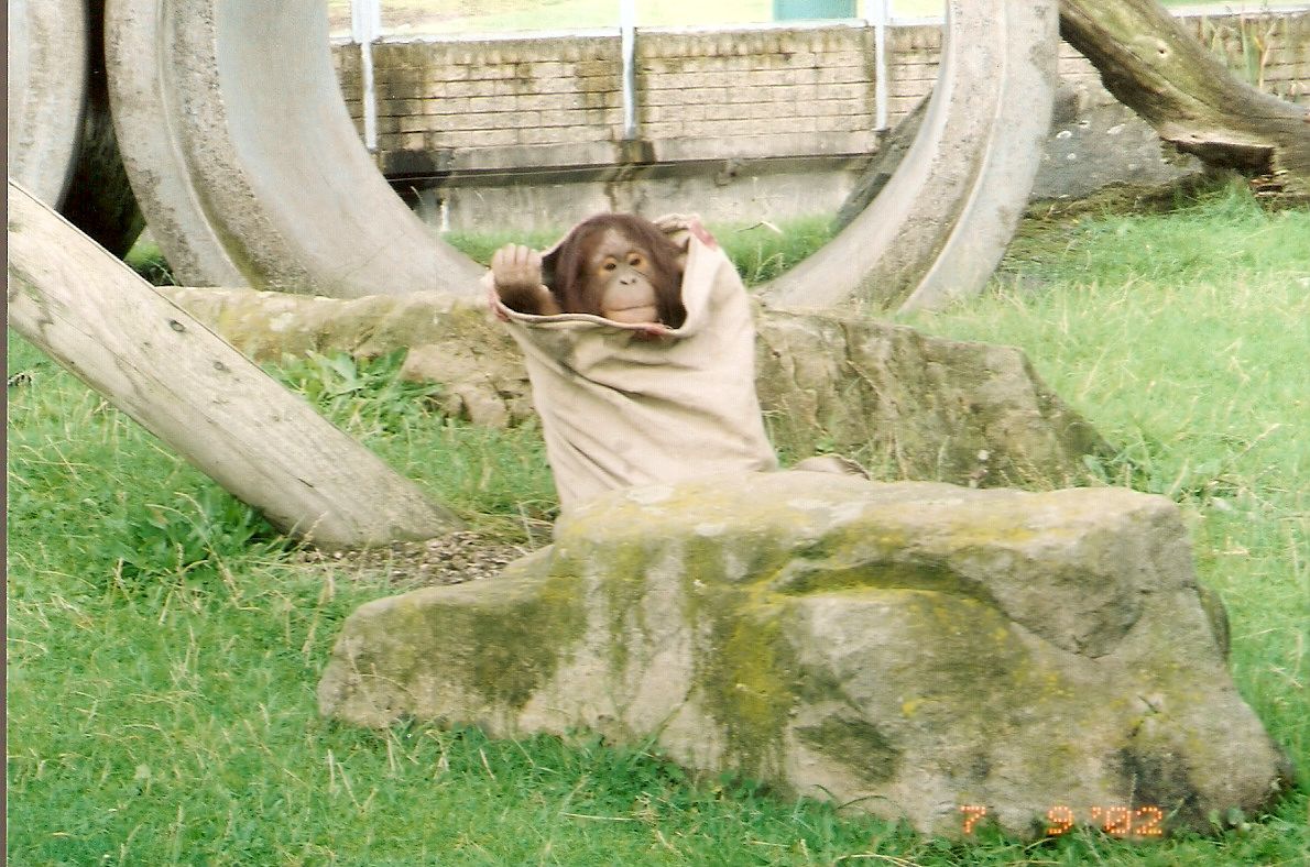 Orangutan at Blackpool Zoo, 9 July 2002