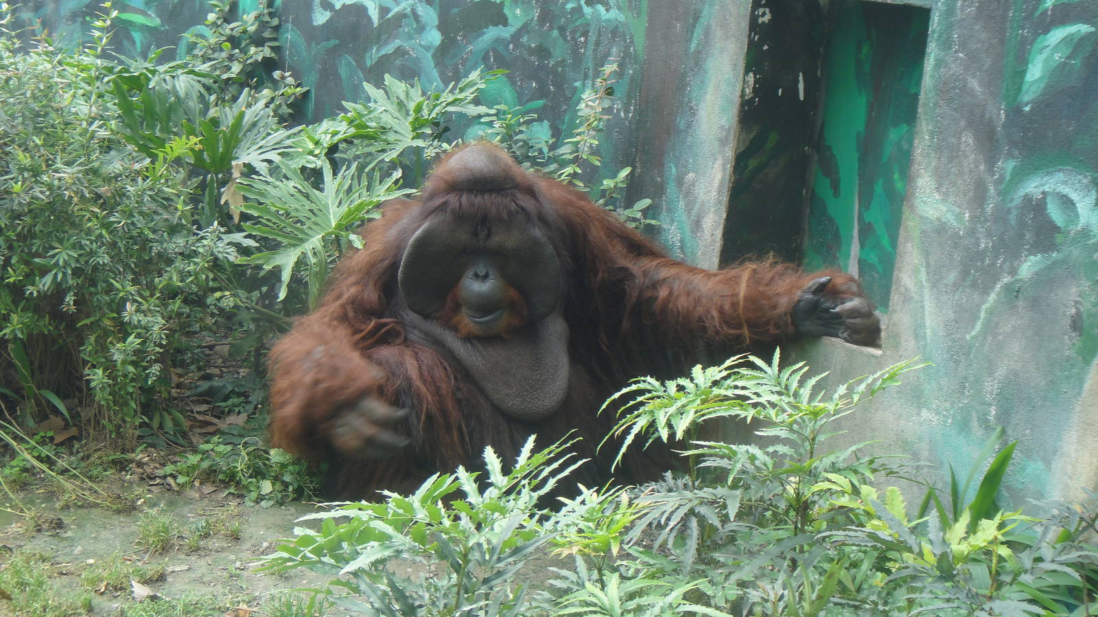 Orangutan at Chengdu zoo 2012-5-11