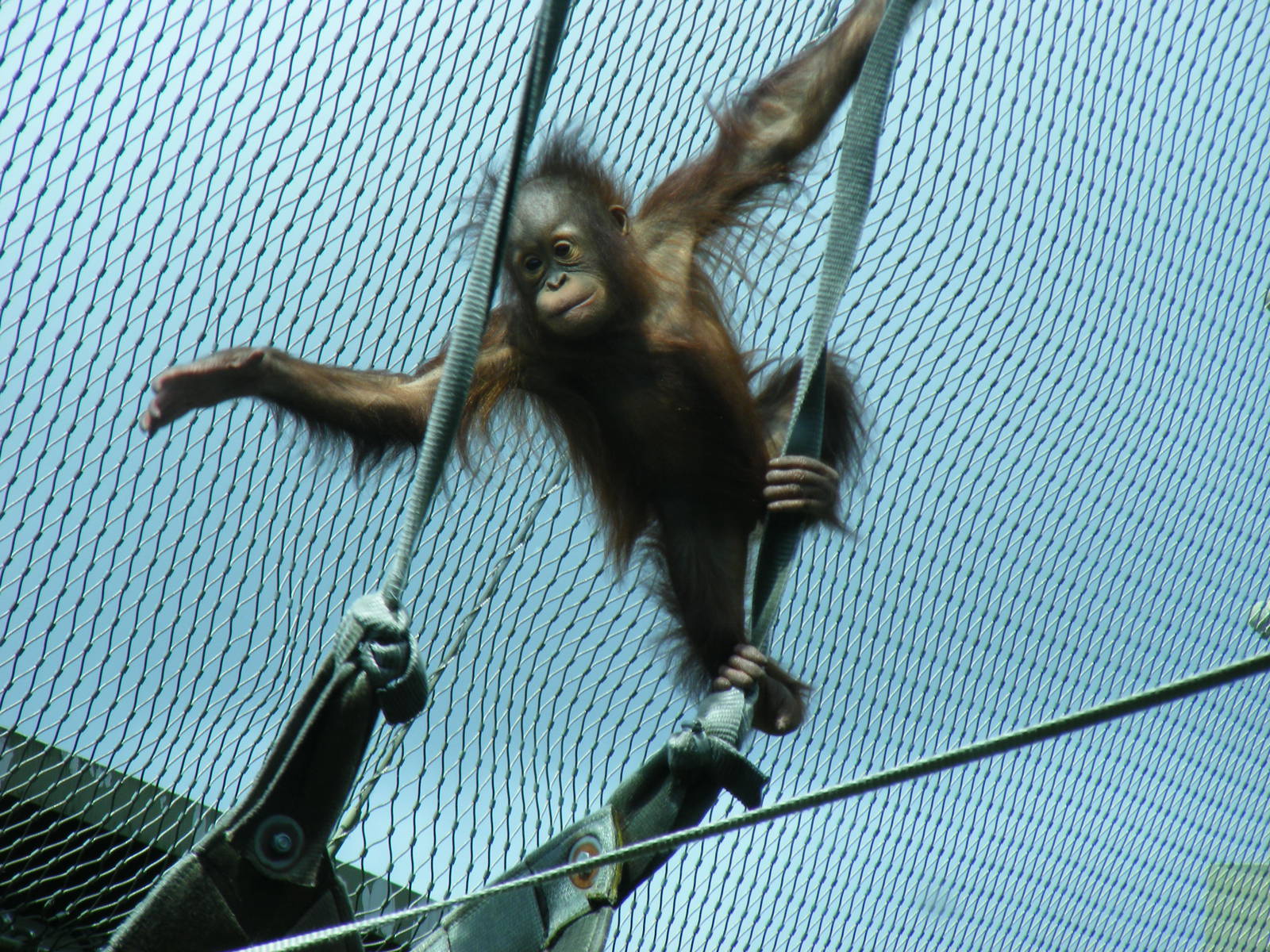 Orangutan at Chester Zoo, 15 June 2011