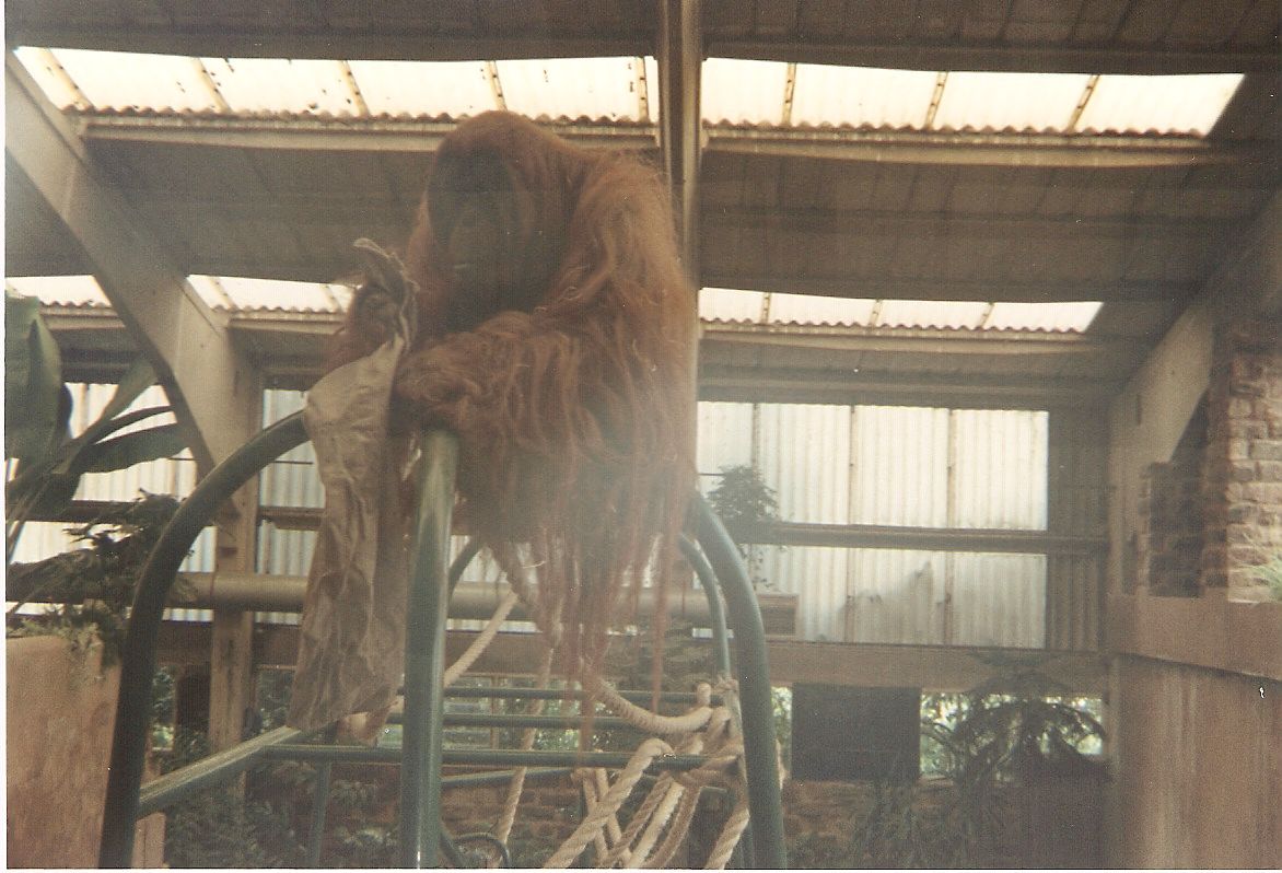 Orangutan at Chester Zoo, 16 July 1994