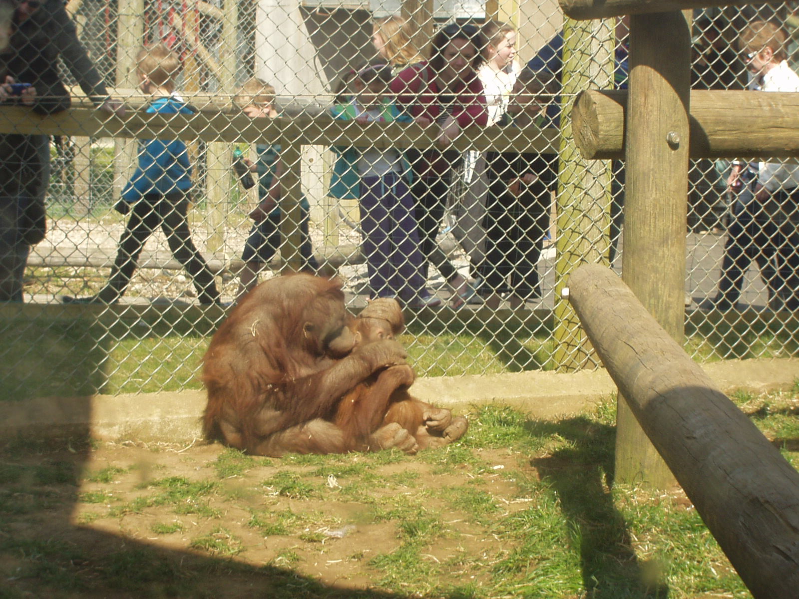 Orangutan at Monkey World 2nd April 2012