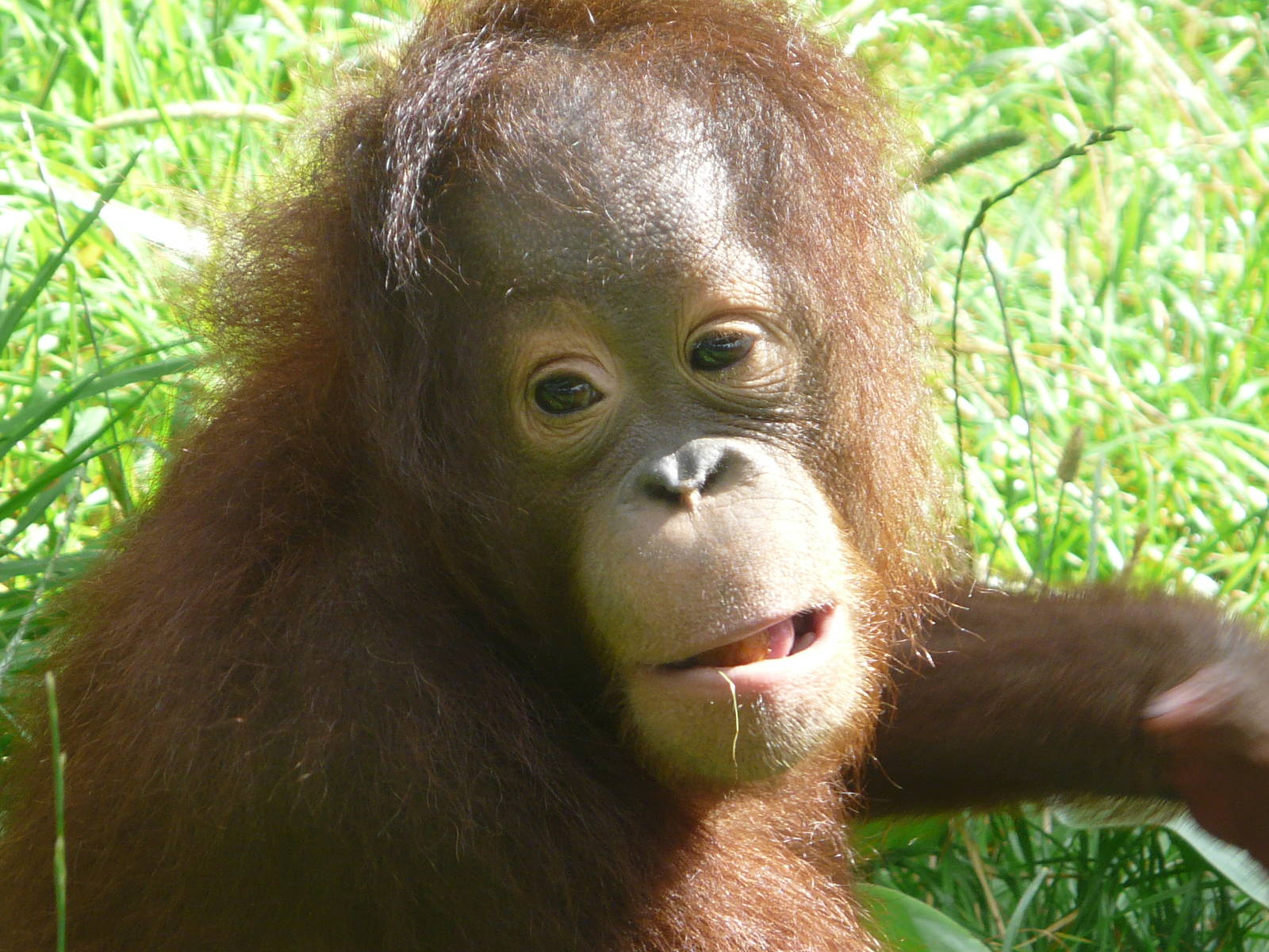 Orangutan at Monkey World