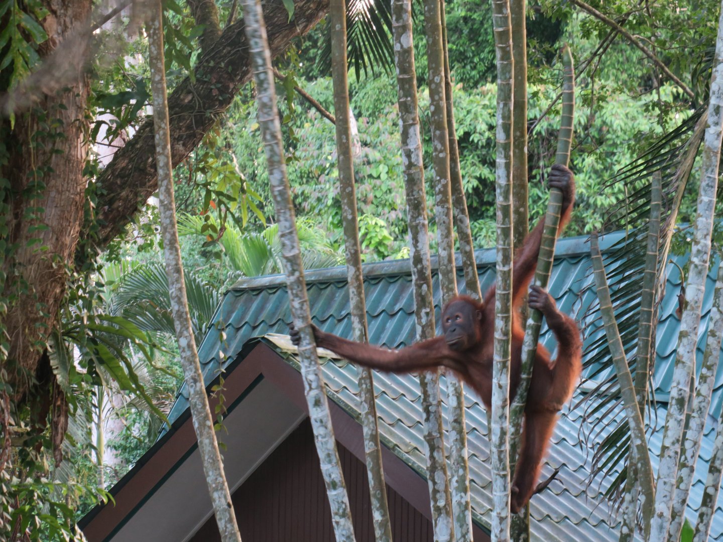 Orangutan at nightfall
