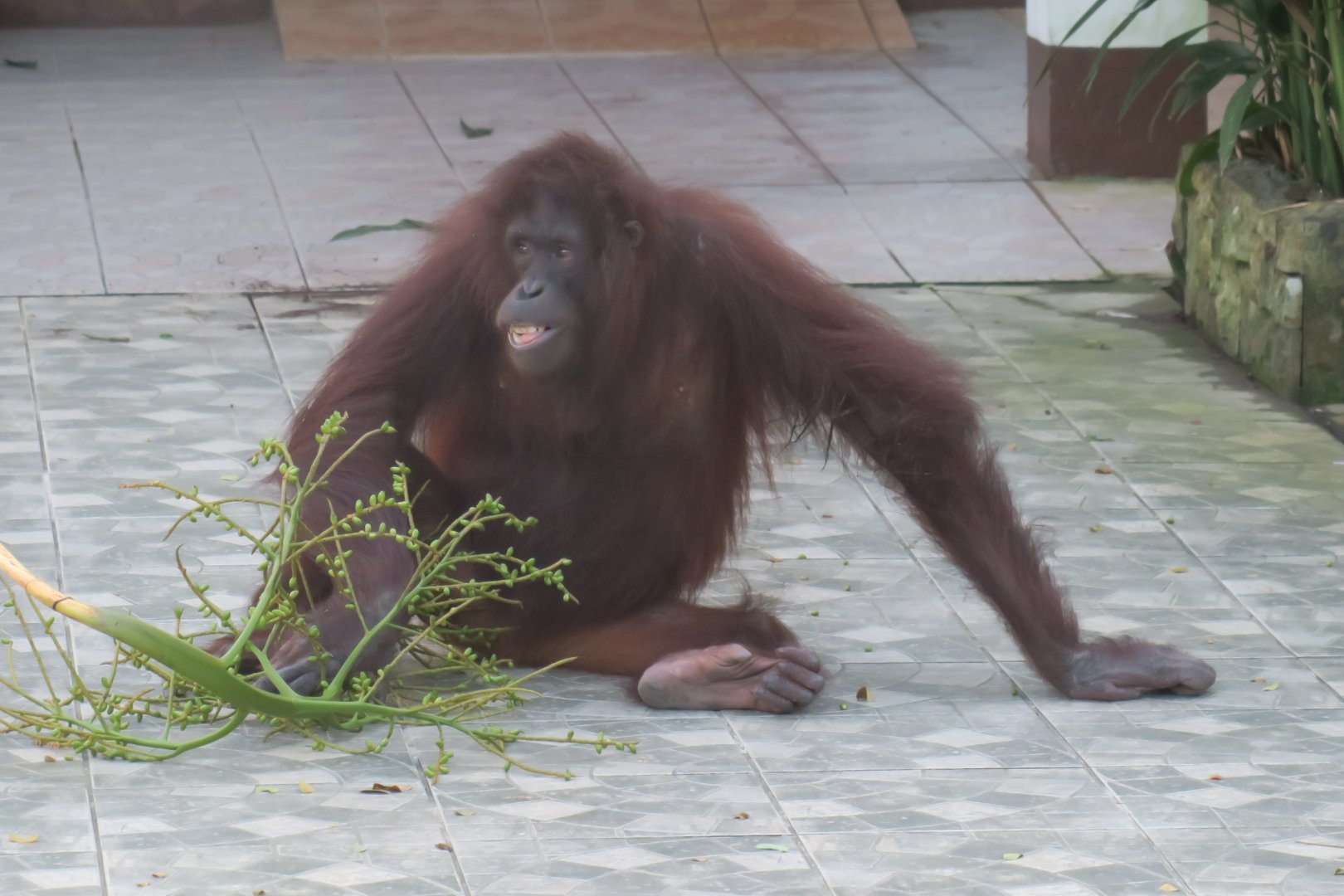 Orangutan at nightfall