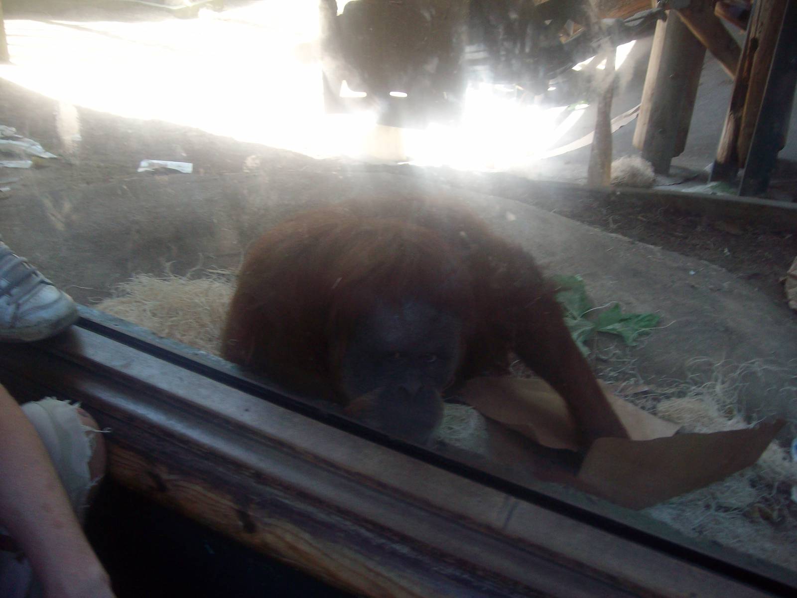 Orangutan at Oregon Zoo