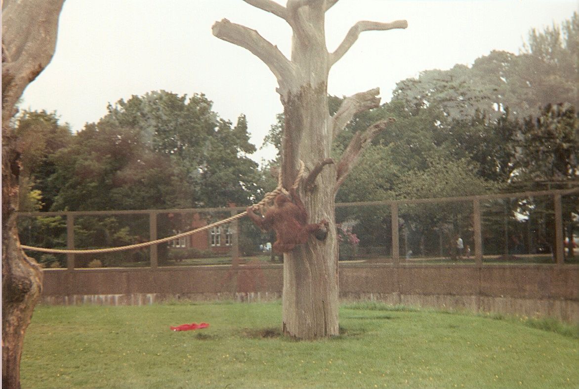 Orangutan at Twycross Zoo, 12 June 1994