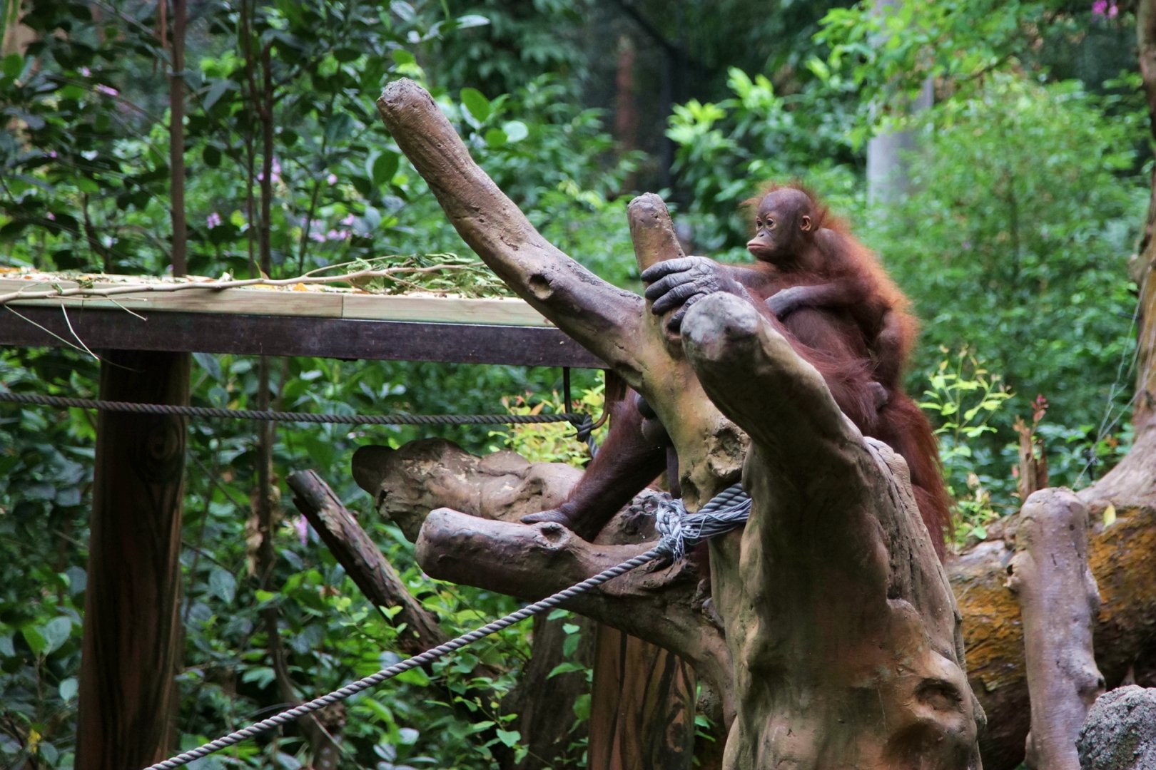 Orangutan baby riding on the back of mom