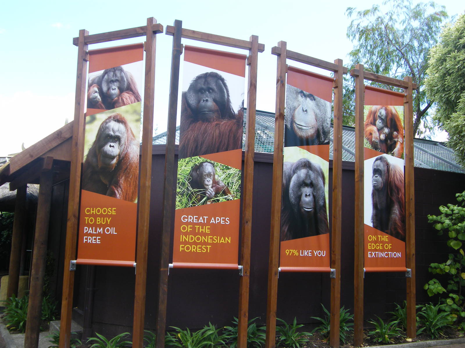 Orangutan Banners