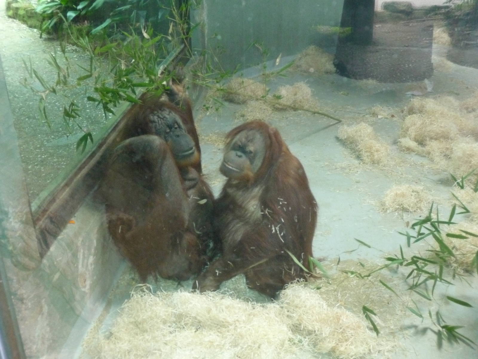 orangutan bioparco