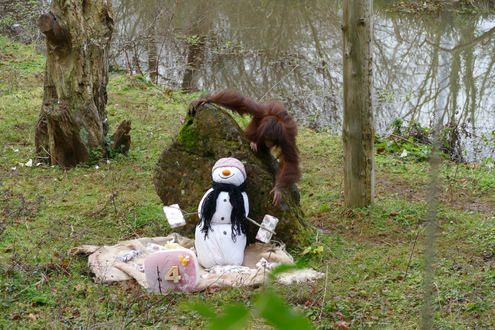 Orangutan Birthday, 22 December 2017