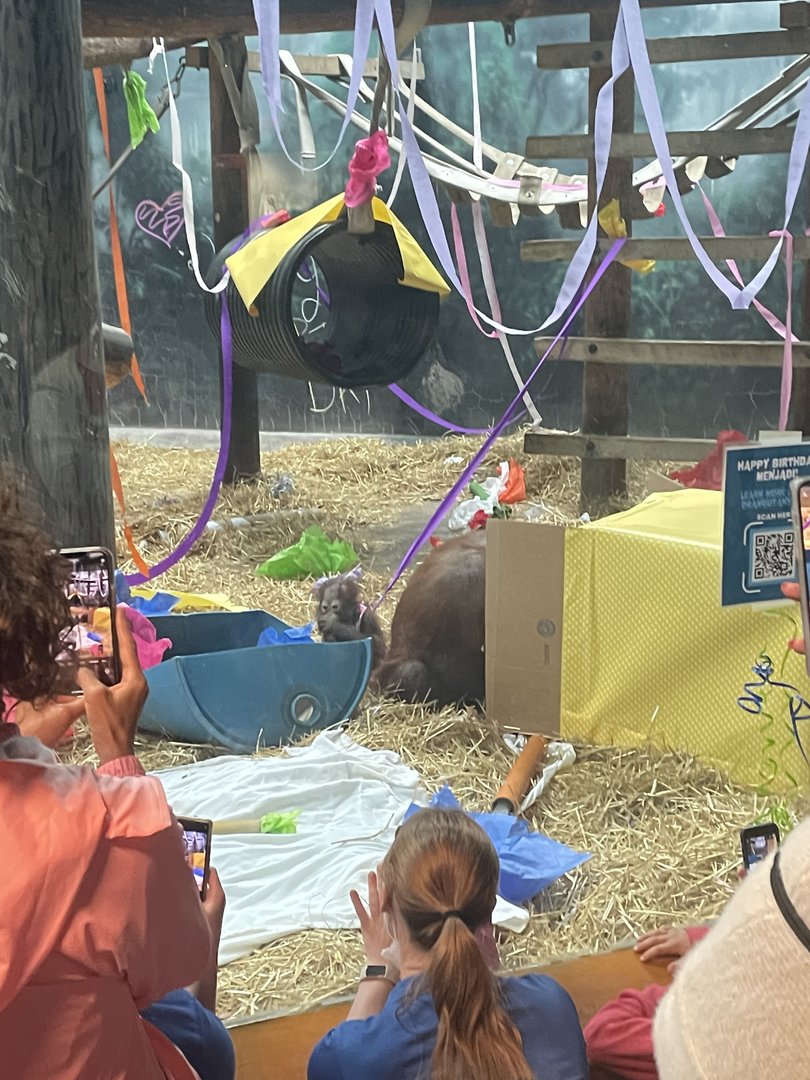Orangutan Birthday (6/11/23)